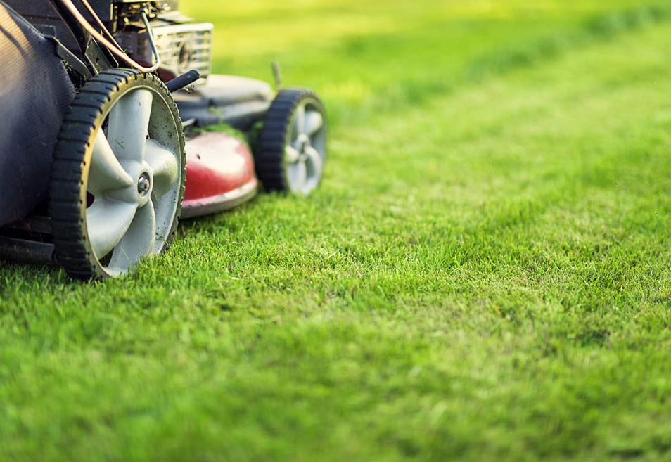 What to do if you cut your grass too short