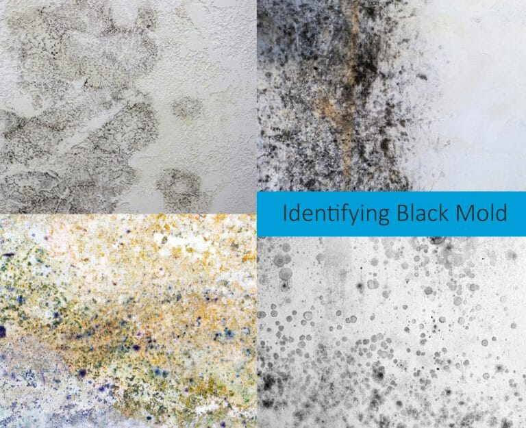 What Does Black Mold Look Like? With Pics