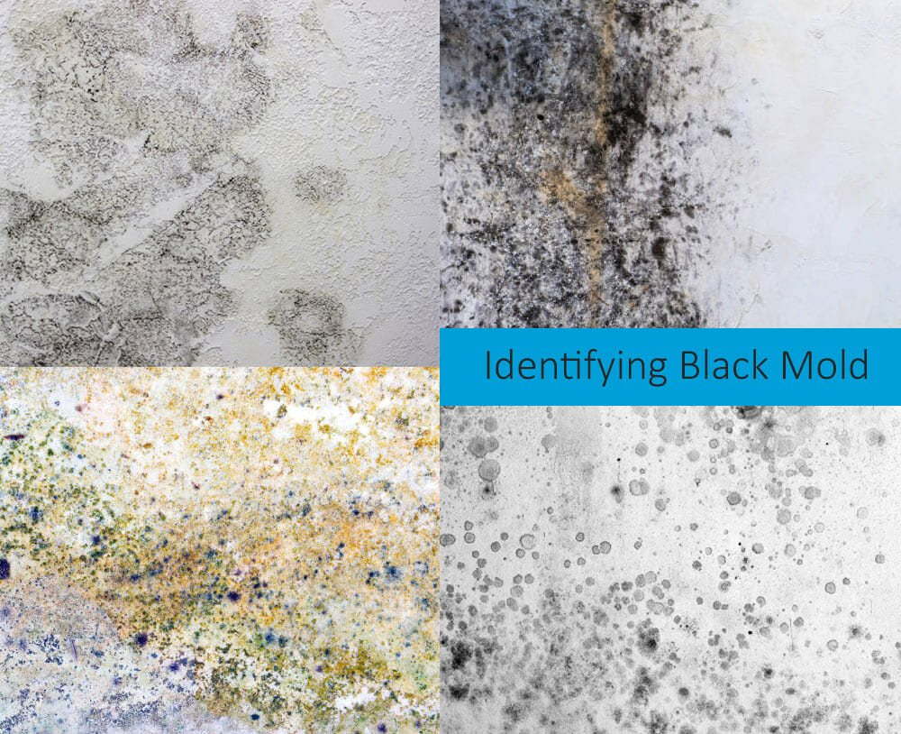 identifying black mold