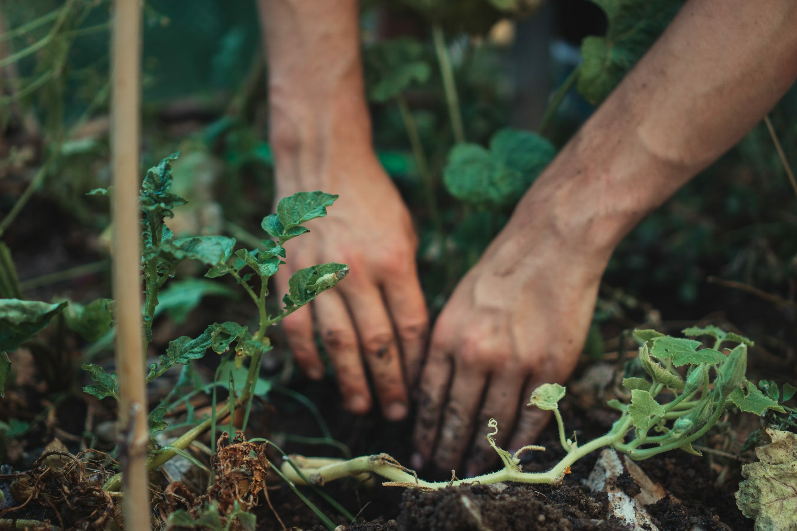 A Healthy Harvest Ensuring Safety in Your Garden