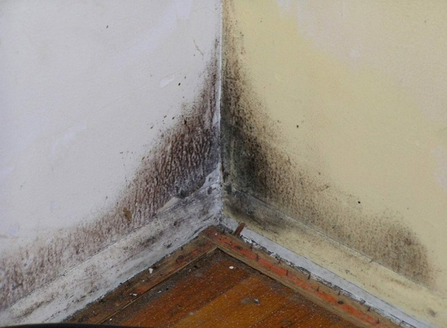 Does a Landlord Have to Disclose Mold